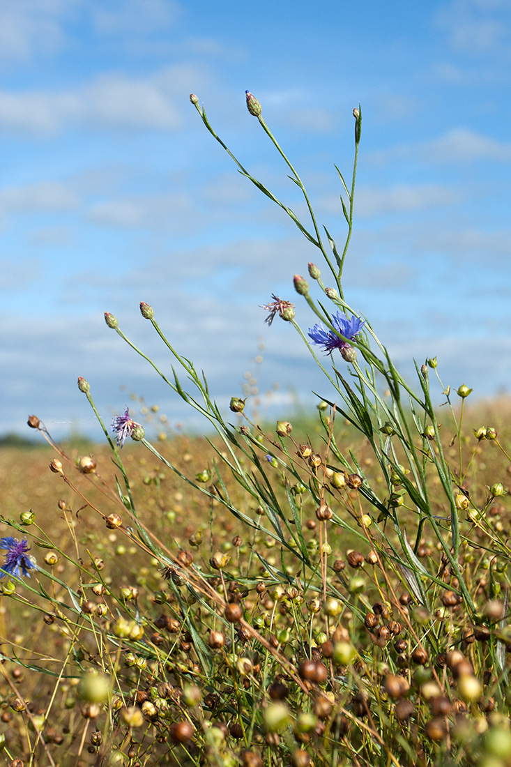 Изображение особи Centaurea cyanus.