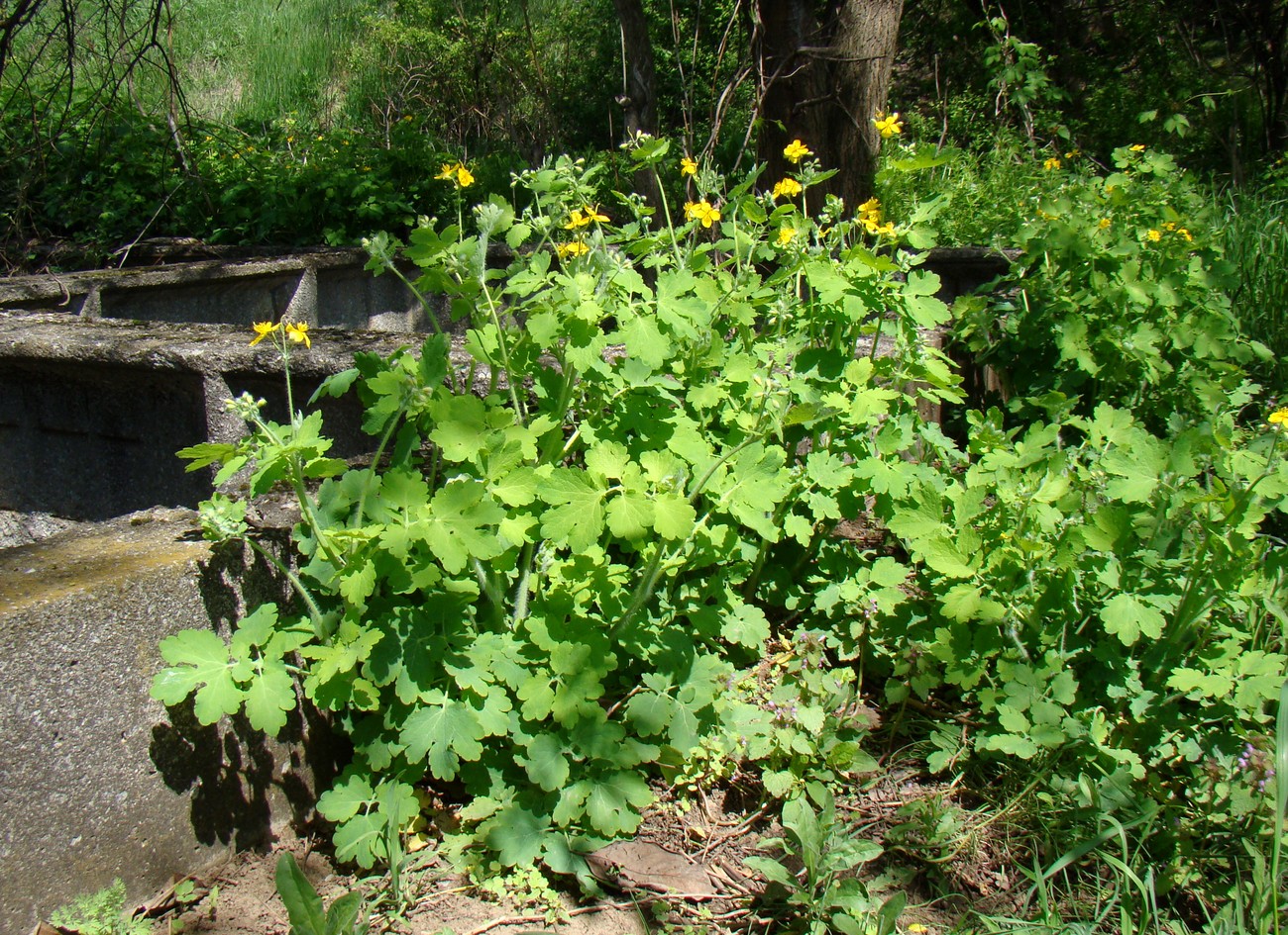 Изображение особи Chelidonium majus.