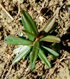 Euphorbia subtilis