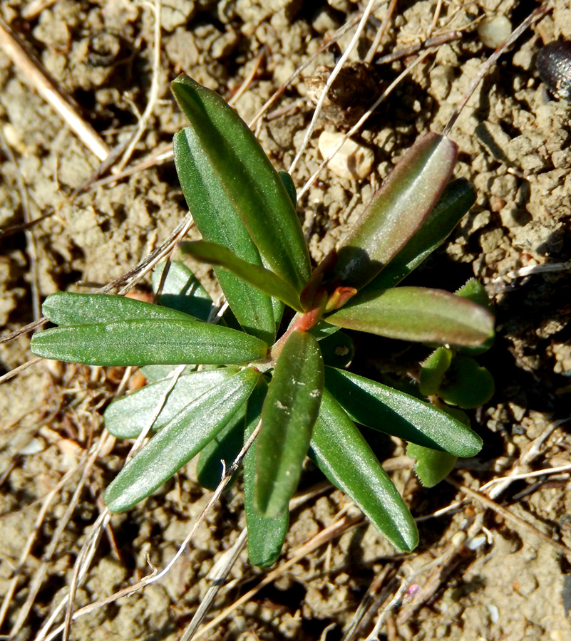 Image of Euphorbia subtilis specimen.