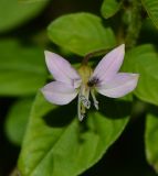 Cleome rutidosperma