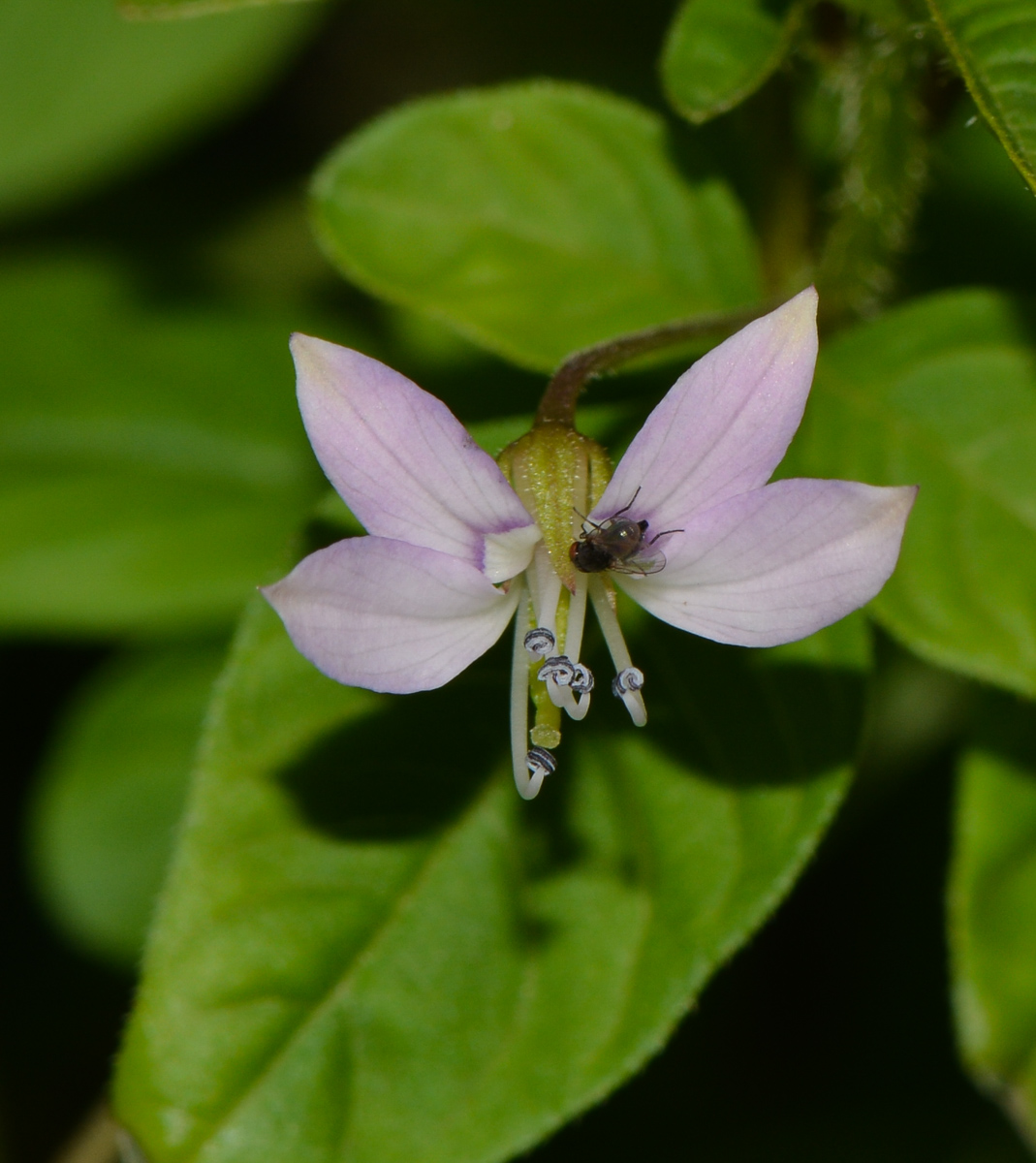 Изображение особи Cleome rutidosperma.