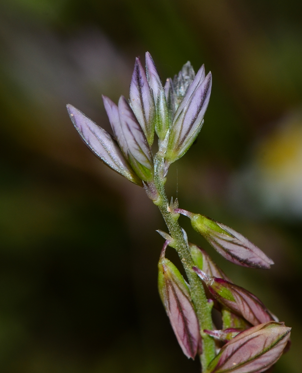 Image of Polygala monspeliaca specimen.