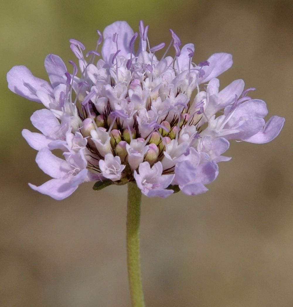 Изображение особи Sixalix atropurpurea ssp. maritima.