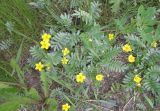 Potentilla anserina