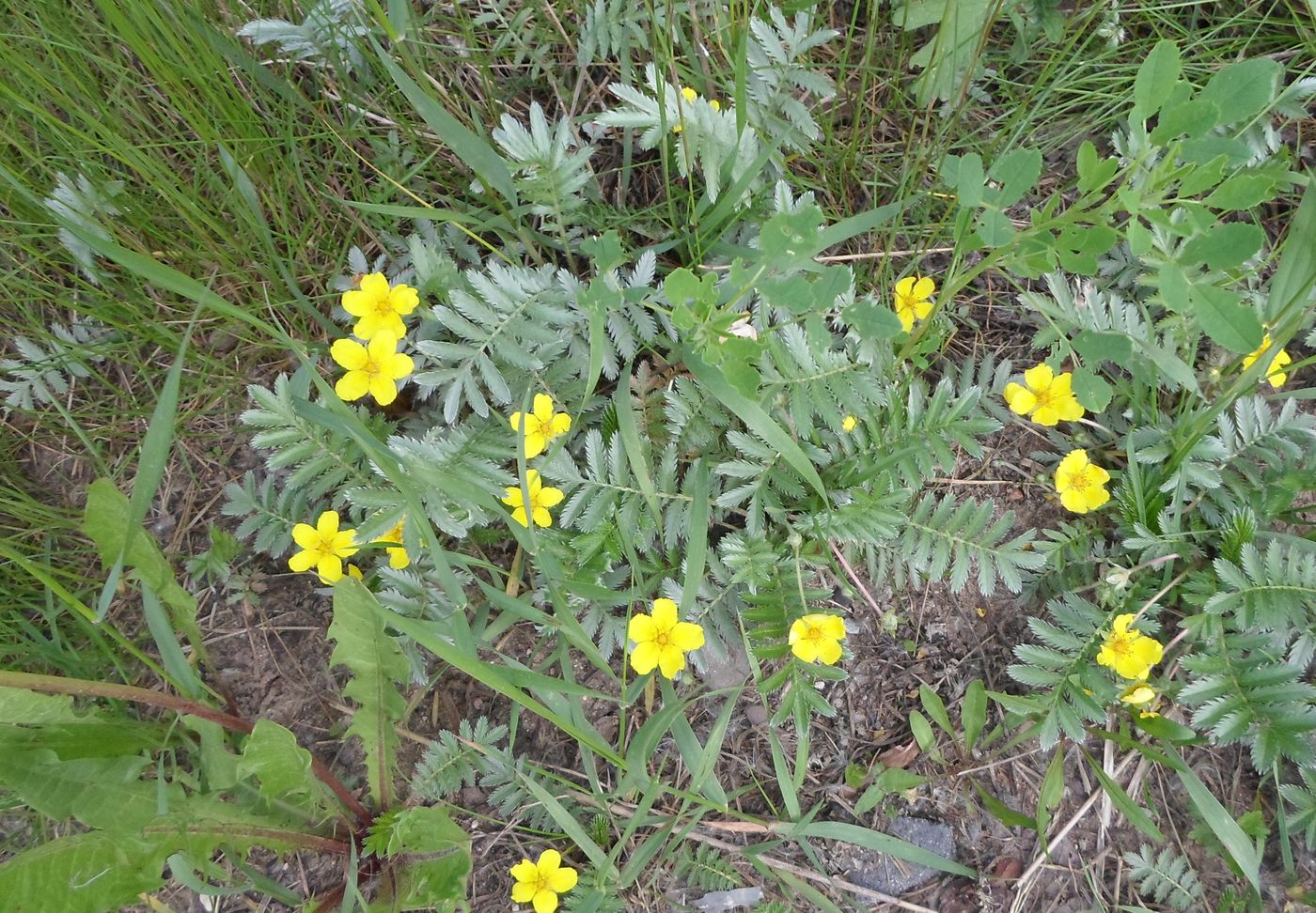 Image of Potentilla anserina specimen.