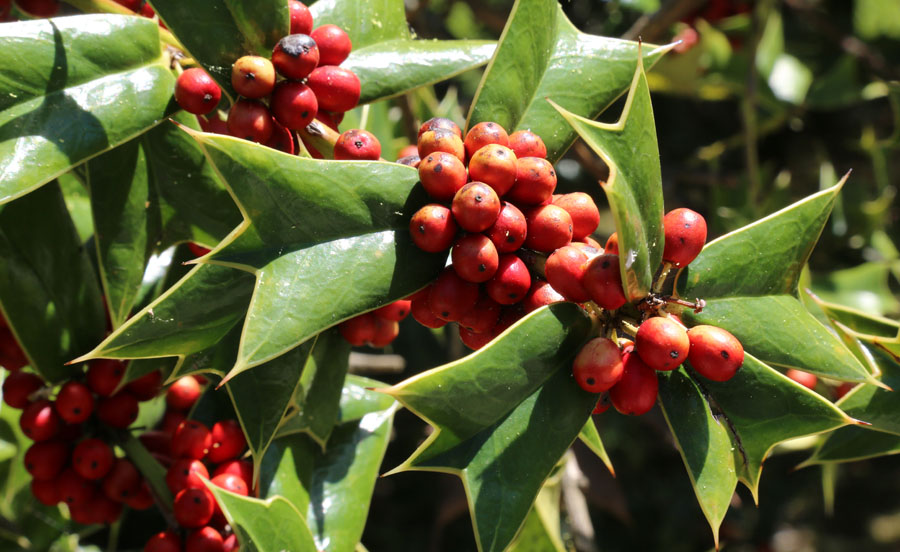 Изображение особи Ilex cornuta.