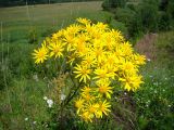 Senecio jacobaea. Верхушка побега с соцветием. Республика Мордовия, Ромодановский р-н, окр. с. Вырыпаево, луг на открытом склоне. 16 июля 2015 г.