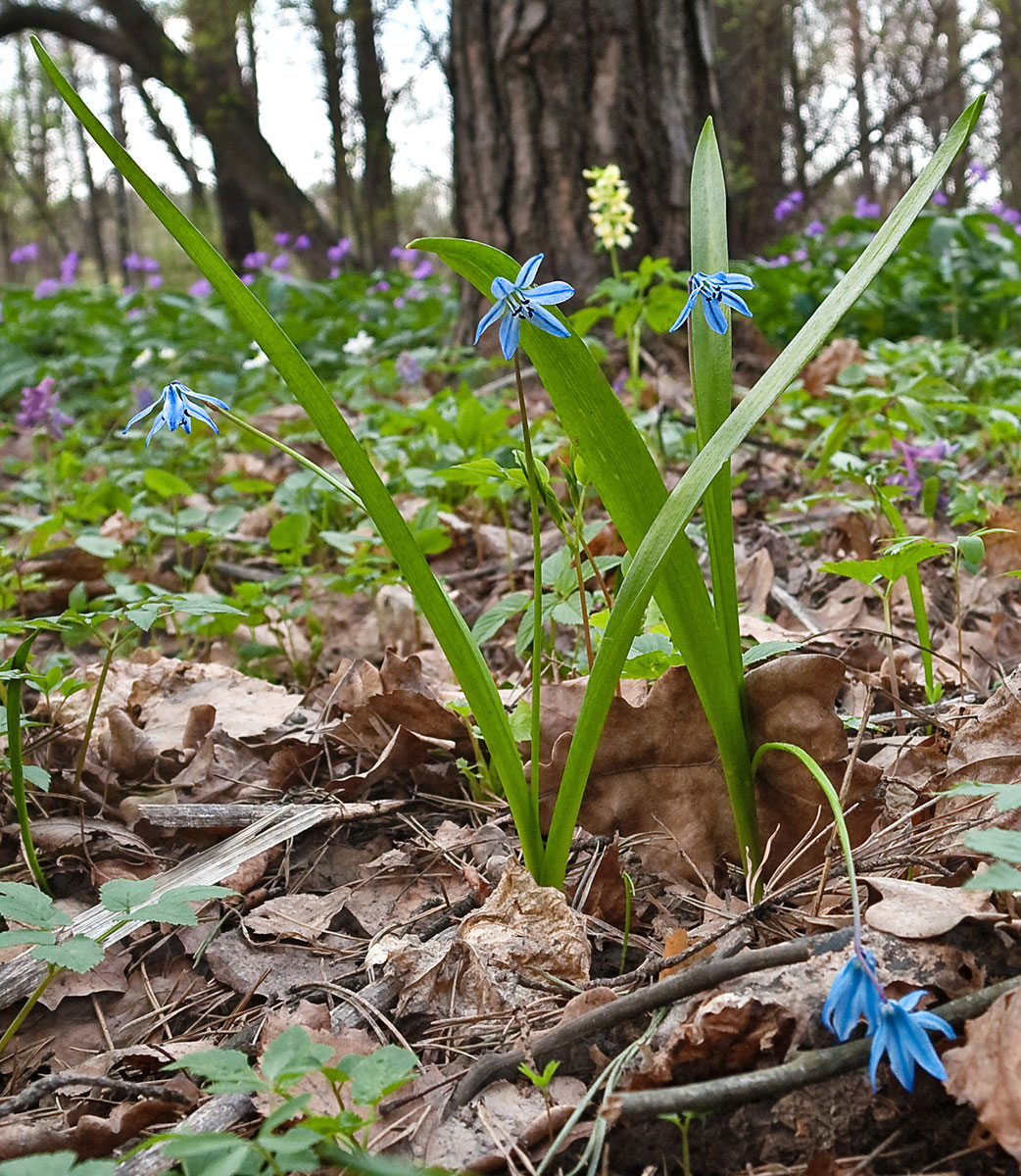 Изображение особи Scilla siberica.