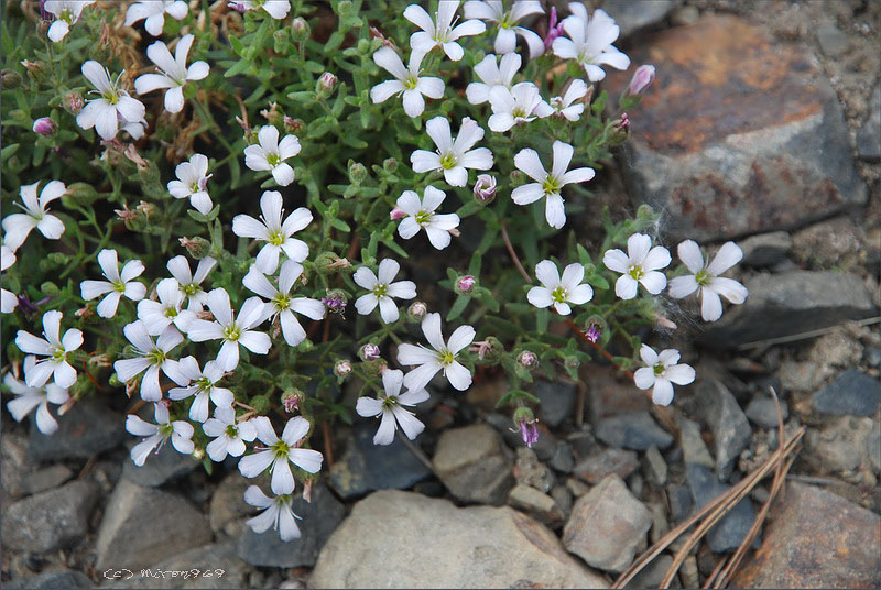 Изображение особи Gypsophila violacea.