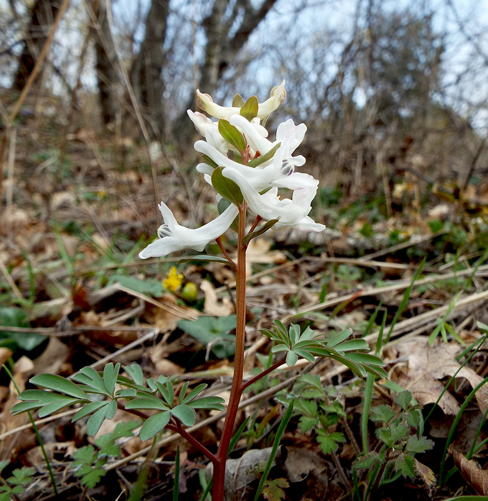 Изображение особи Corydalis teberdensis.