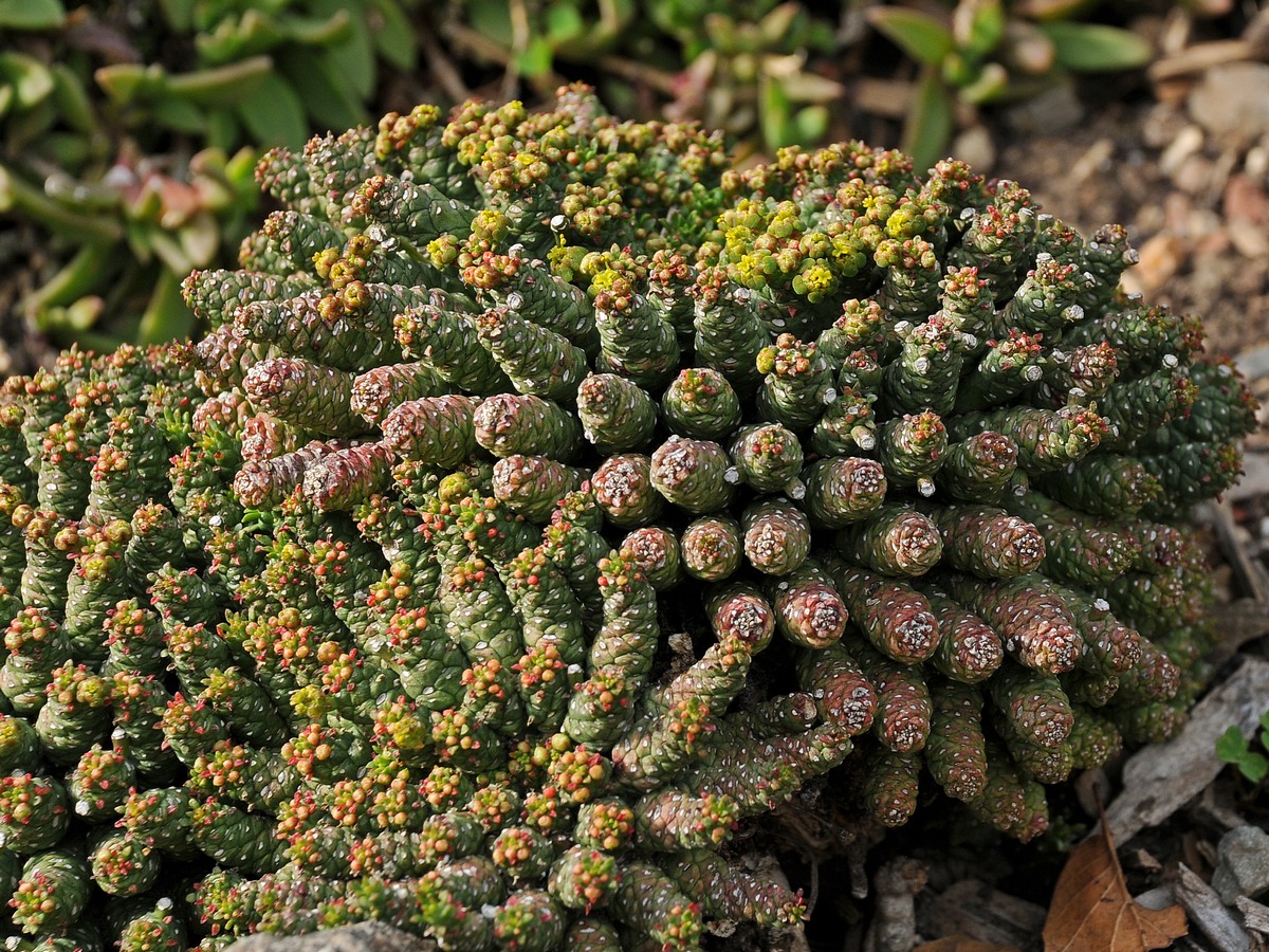 Изображение особи Euphorbia flanaganii.