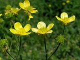 Ranunculus sericeus. Цветы и незрелые плодики. Узбекистан, г. Ташкент, Ботанический сад им. Ф.Н. Русанова, третья декада апреля.