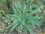 genus Cirsium