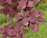 Cotinus coggygria