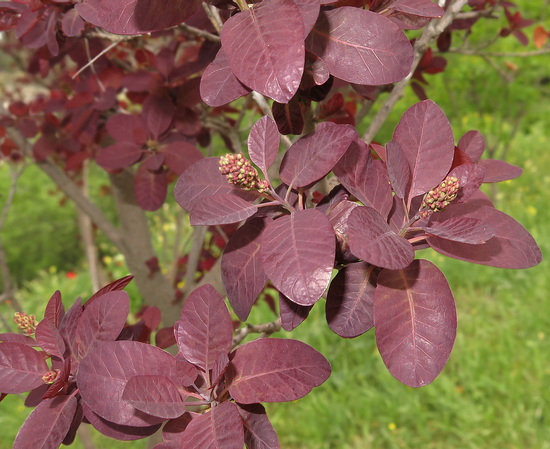 Image of Cotinus coggygria specimen.