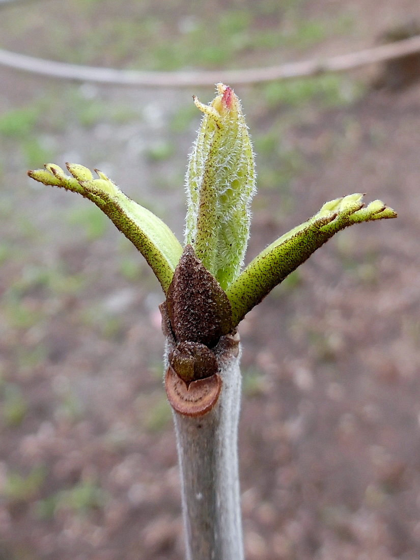 Image of Fraxinus pennsylvanica specimen.