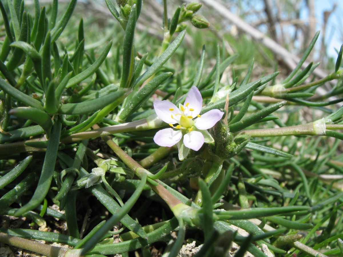 Image of Spergularia marina specimen.