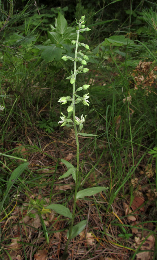 Изображение особи Epipactis condensata.