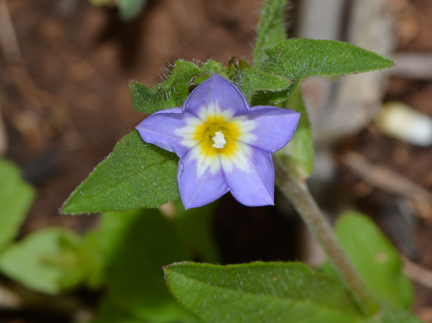 Изображение особи Convolvulus pentapetaloides.