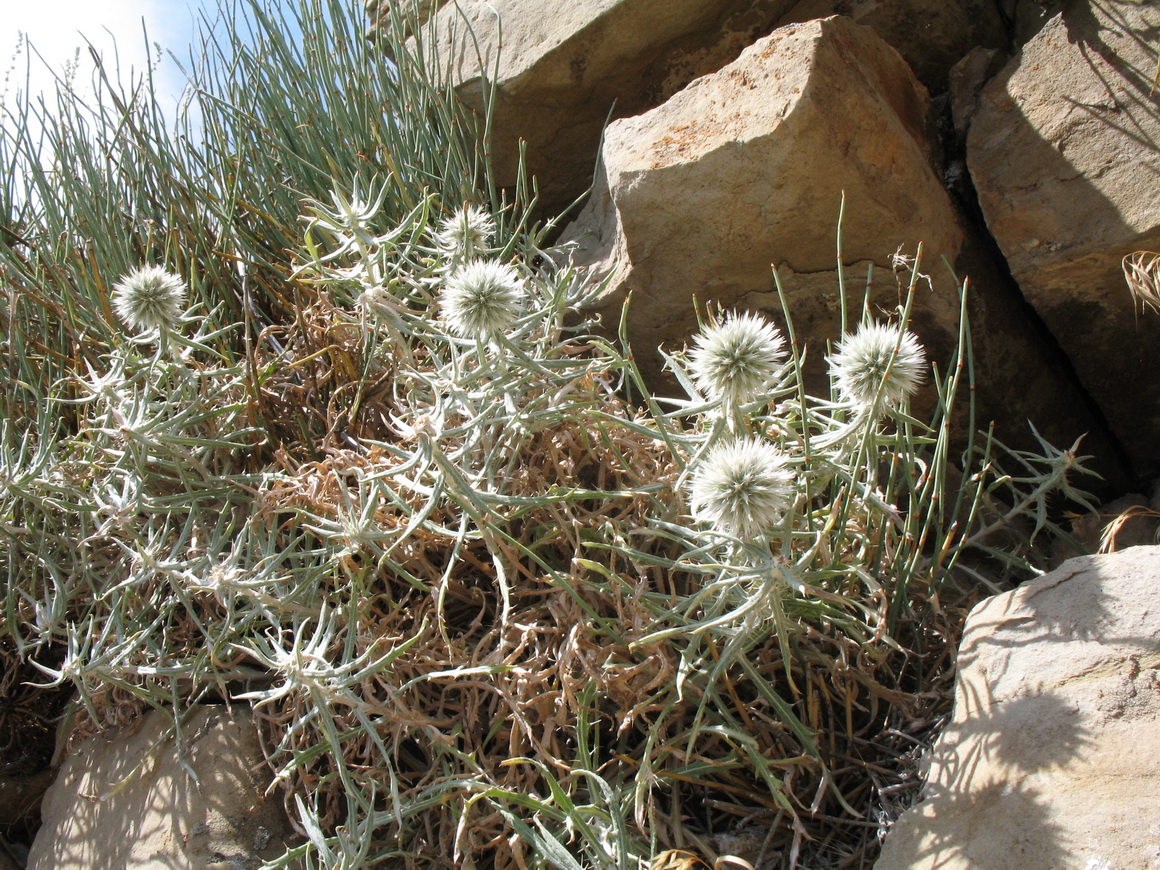 Image of Echinops fastigiatus specimen.