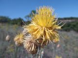 Centaurea orientalis