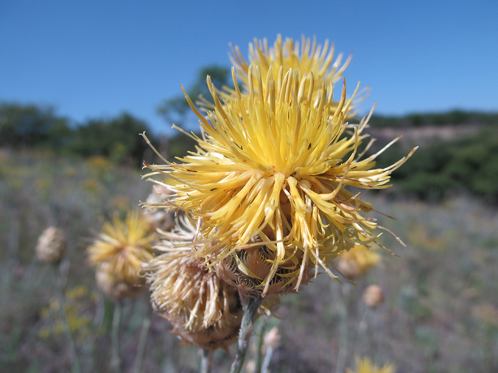 Image of Centaurea orientalis specimen.