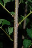 genus Forsythia