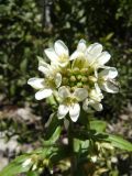 Arabis turrita