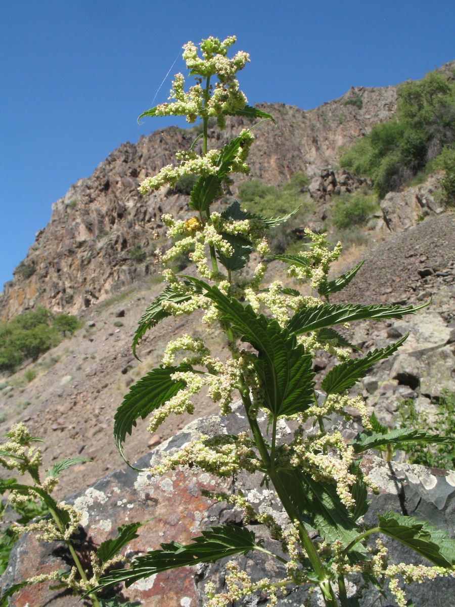 Изображение особи Urtica dioica.