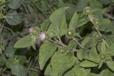 Arctium minus