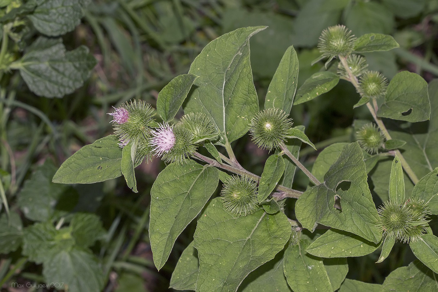 Image of Arctium minus specimen.