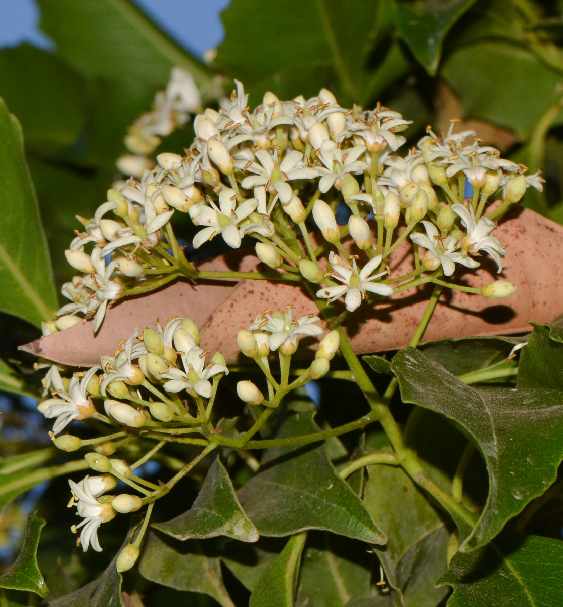 Image of Pittosporum rhombifolium specimen.