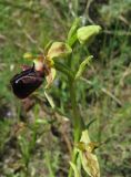 Ophrys mammosa. Верхушка побега с соцветием. Крым, окр. Судака, долина р. Ворон, гора Плакья, остепнённая терраса. 18 мая 2017 г.