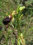 Ophrys mammosa