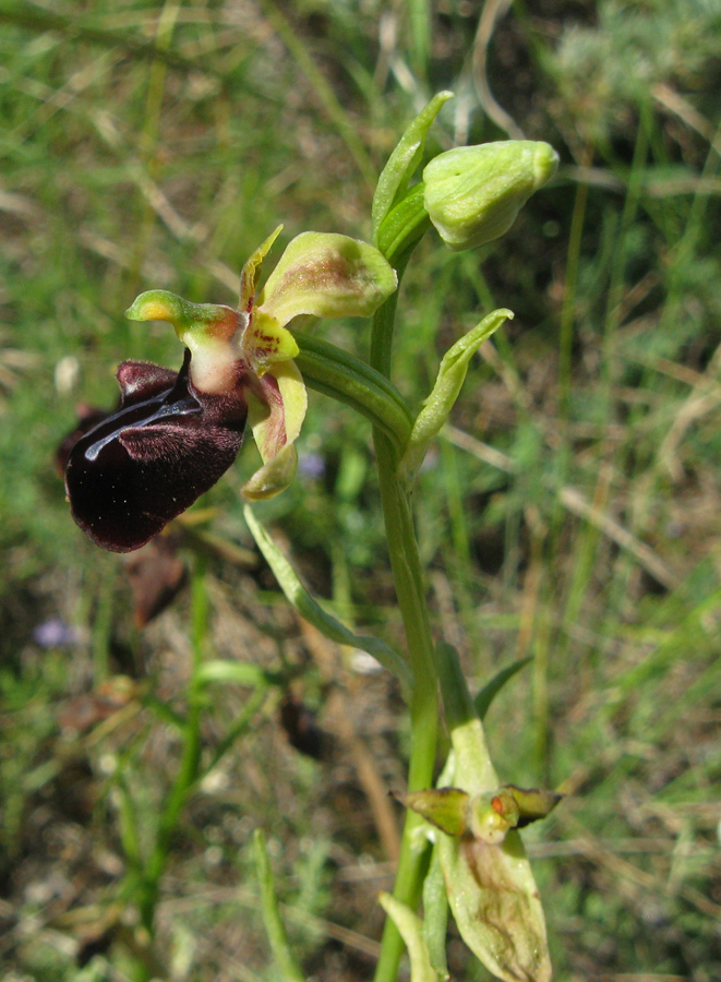 Изображение особи Ophrys mammosa.