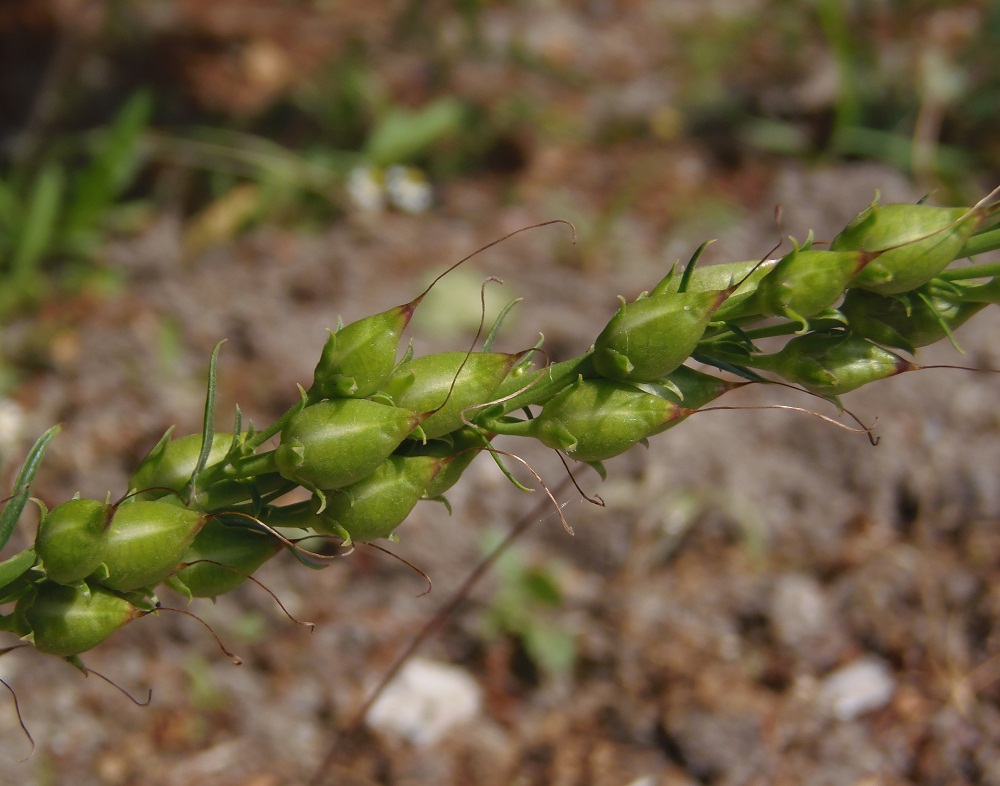 Изображение особи семейство Scrophulariaceae.