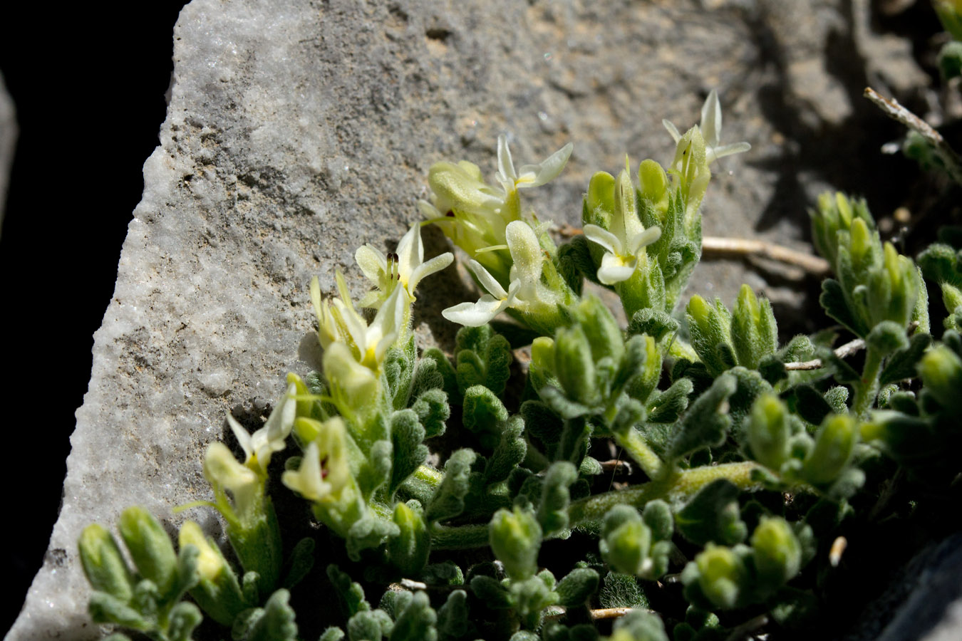 Изображение особи Teucrium alpestre.