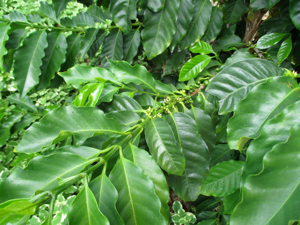 Image of Coffea arabica specimen.