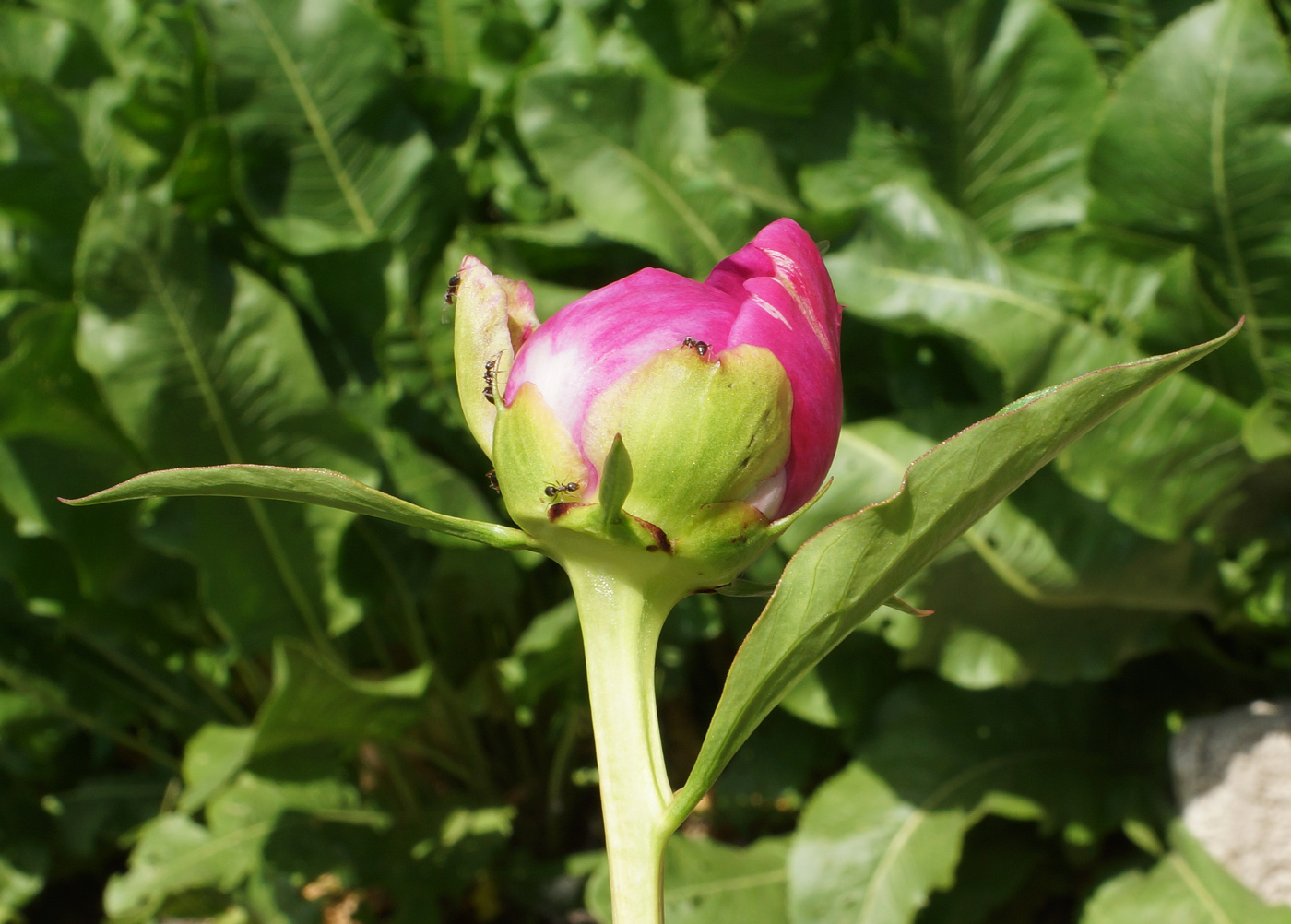 Image of Paeonia lactiflora specimen.