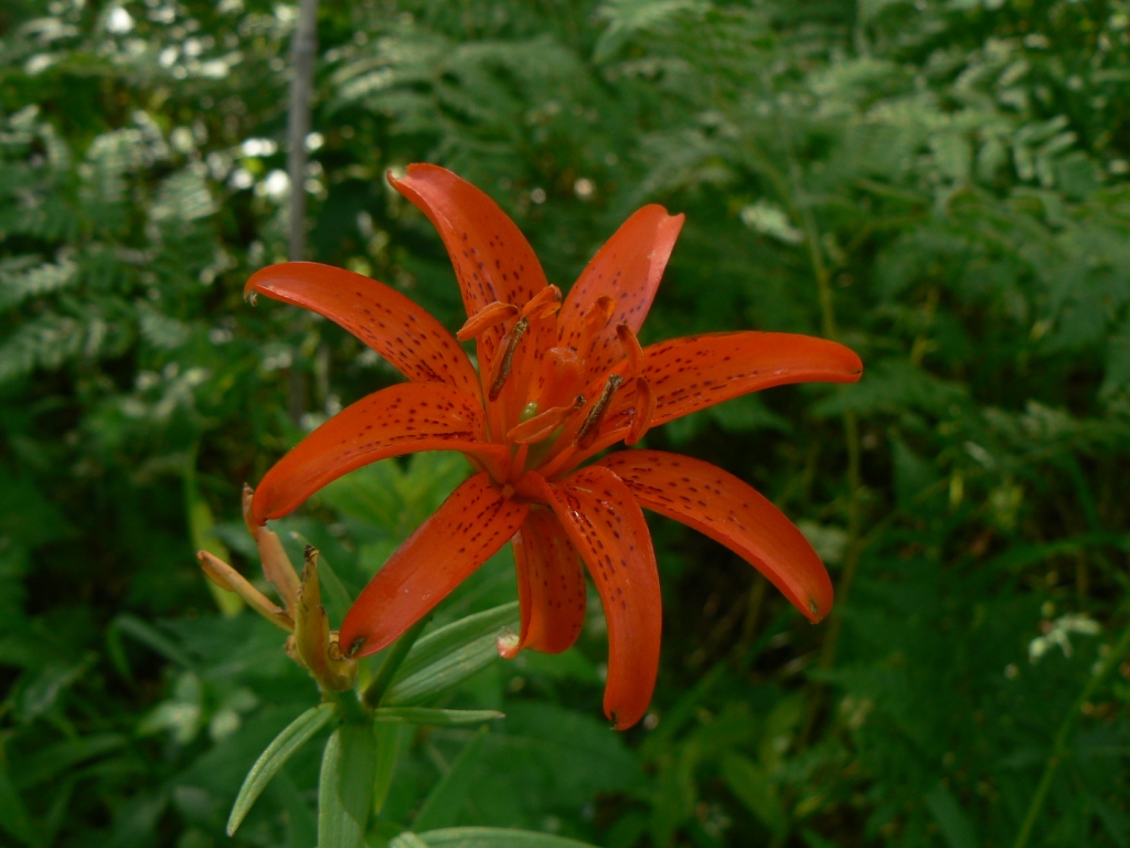 Изображение особи Lilium buschianum.