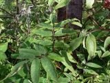 Sambucus sibirica