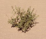 Cleome amblyocarpa