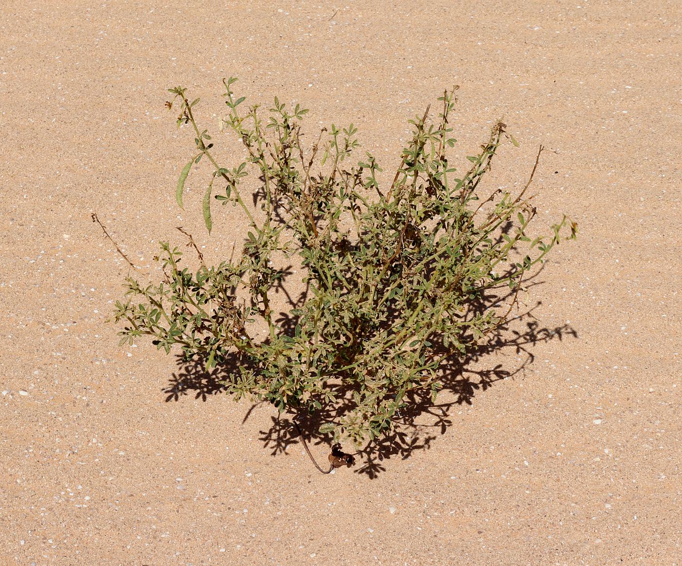 Image of Cleome amblyocarpa specimen.