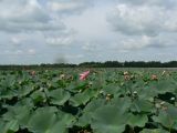 Nelumbo komarovii