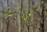 Ribes alpinum. Ветвь. Санкт-Петербург, Дудергофские высоты, широколиственный лес. 03.05.2010.