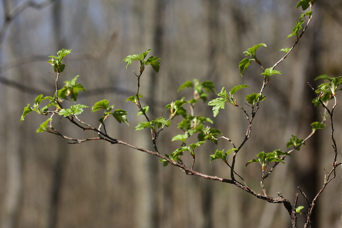 Image of Ribes alpinum specimen.