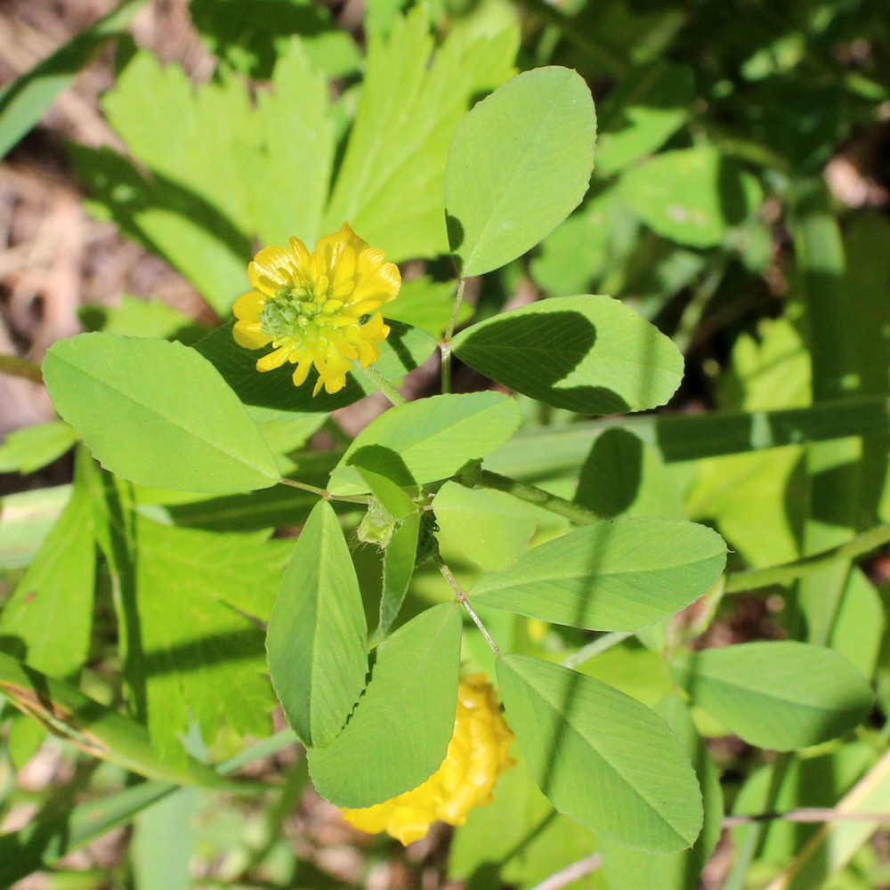Image of Trifolium campestre specimen.