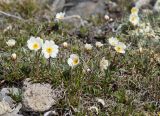 Dryas punctata