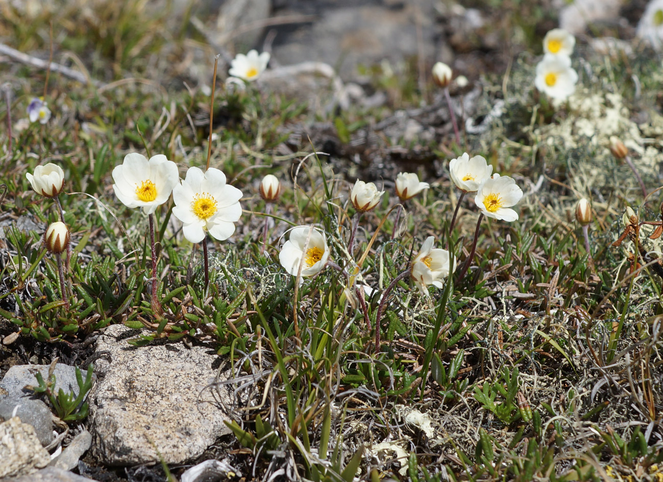 Изображение особи Dryas punctata.